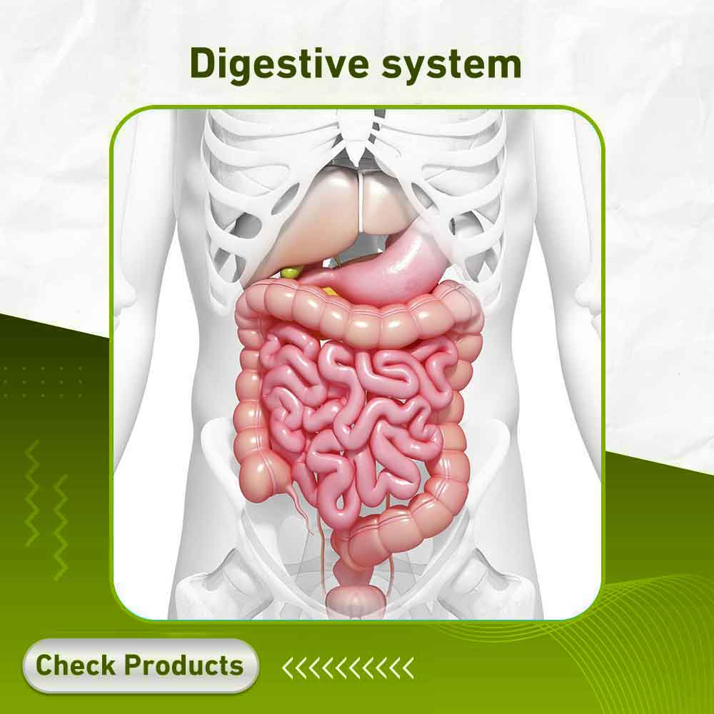 digestive system - Apotek Plus Pharmacy