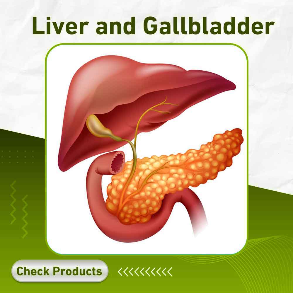 Liver and Gallbladder - Apotek Plus Pharmacy