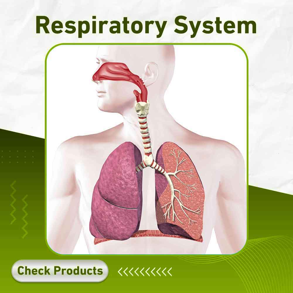 respiratory system - Apotek Plus pharmacy